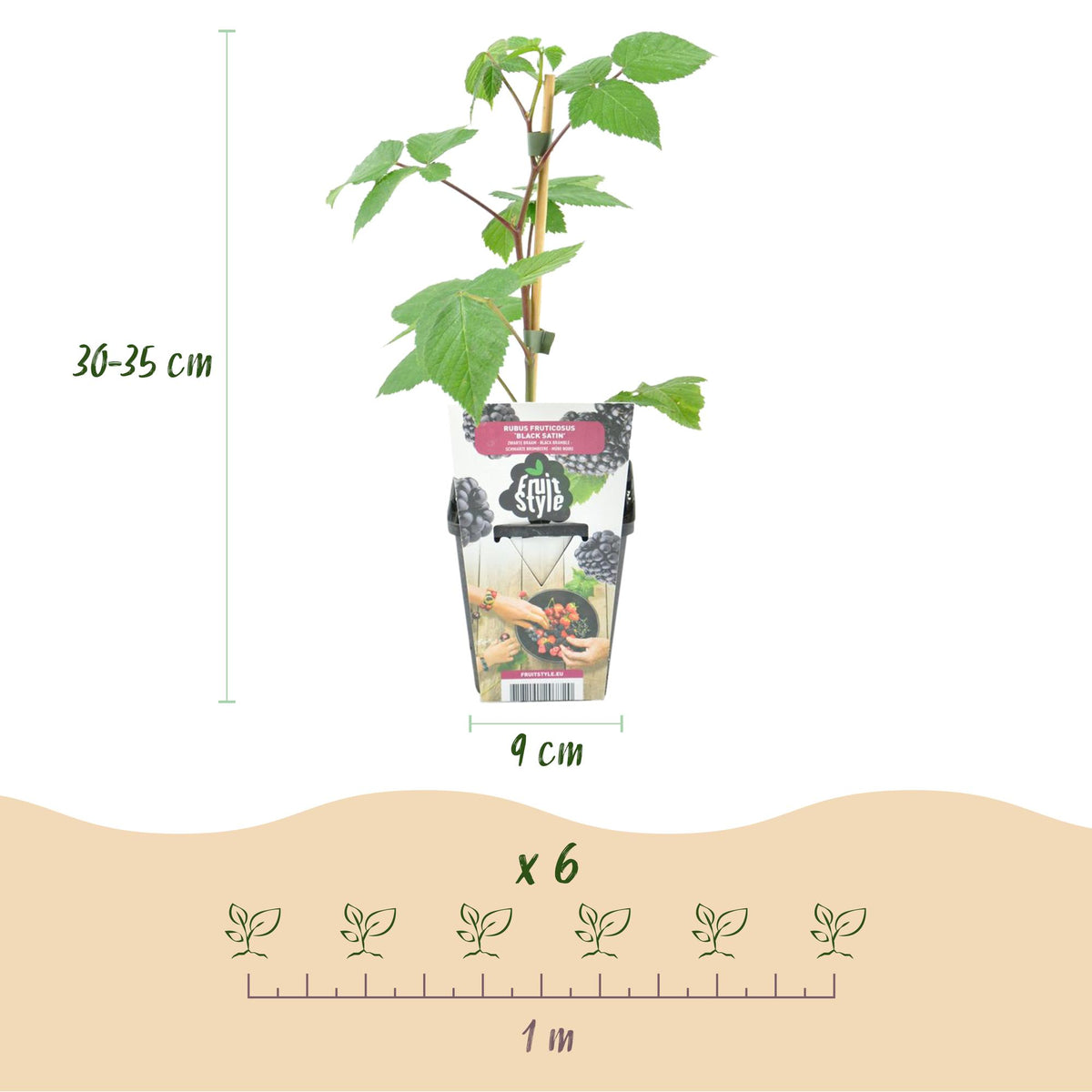 Green boutiQ - Plants fruitiers - Mûrier - Rubus Black Satin - Rustique - 3 plantes - Pot 9 cm - Mûre noire