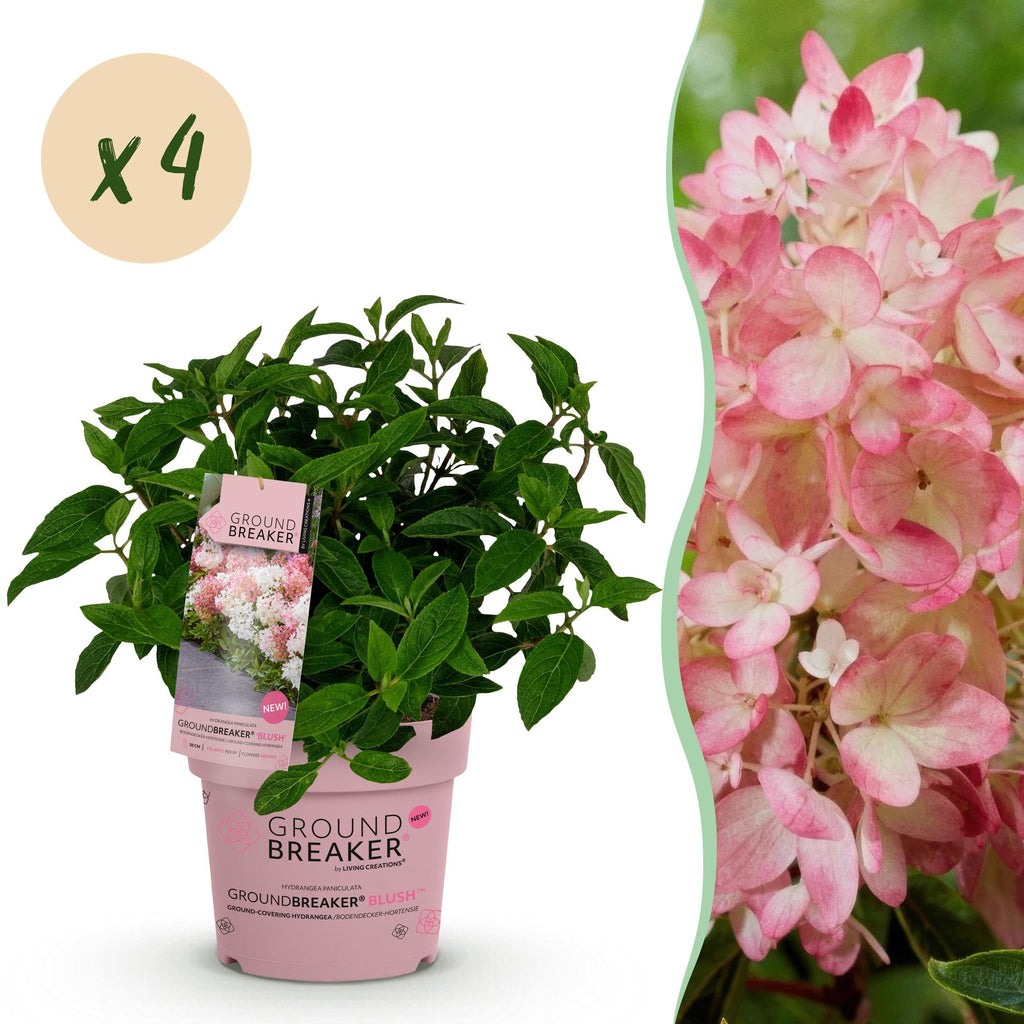 Green boutiQ - Tuinplant - Hydrangea panniculata Groundbreaker Blush - Pluimhortensia - Winterhard - Roze - 4 Planten - Pot 14cm - Hoogte 20-25cm