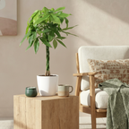 Green boutiQ - Plante d'intérieur - Pachira aquatica - Vert - Entretien facile - 1 plante - avec pot blanc - Pot 21cm - Hauteur 75 - 85cm