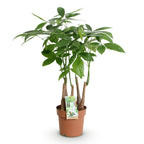 Green BoutiQ - Green is... Plantes d'intérieur - Pachira Aquatica multi-troncs - Arbre à monnaie - Peu d'entretien - Vert - 1 Plante - Pot 17cm - Hauteur 50-55cm