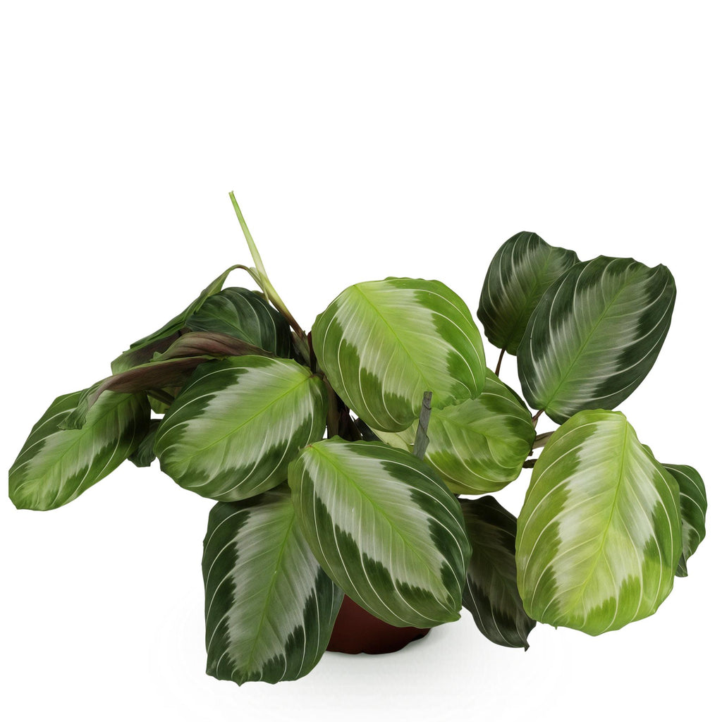 Green boutiQ - Zimmerpflanze - Maranta Fascinator Silverband - Gebetspflanze - Haustierfreundliche Pflanze - Grün - 1 Pflanze - Topf 12cm - Höhe 25cm