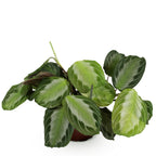 Green boutiQ - Zimmerpflanze - Maranta Fascinator Silverband - Gebetspflanze - Haustierfreundliche Pflanze - Grün - 1 Pflanze - Topf 12cm - Höhe 25cm