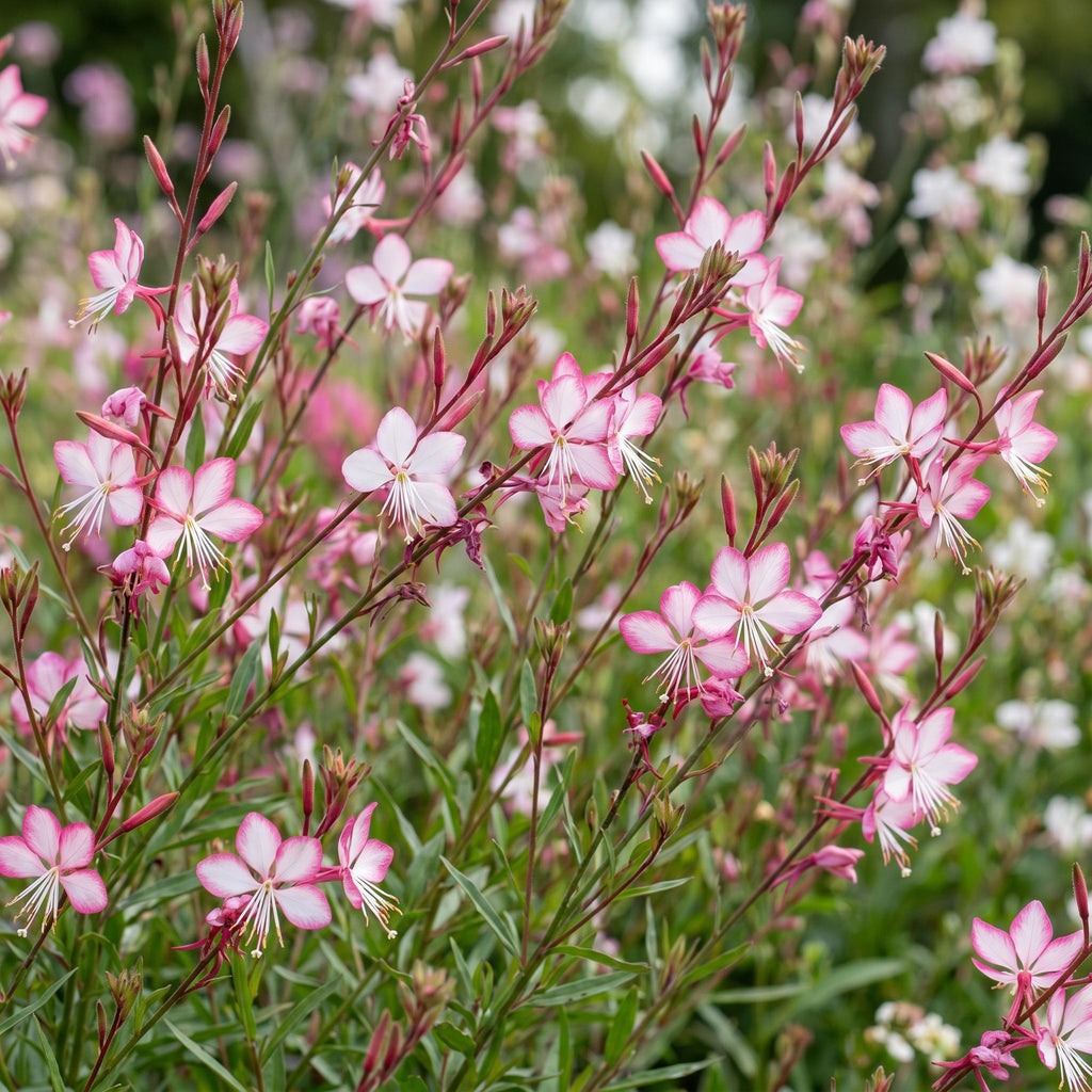 Green boutiQ - Stauden - Gaura lindh. Rosyjane - Prachtkerze - Bienen- und Schmetterlingsmagnet - Rosa - 24 Pflanzen - Topf 11cm - Höhe 15-25cm