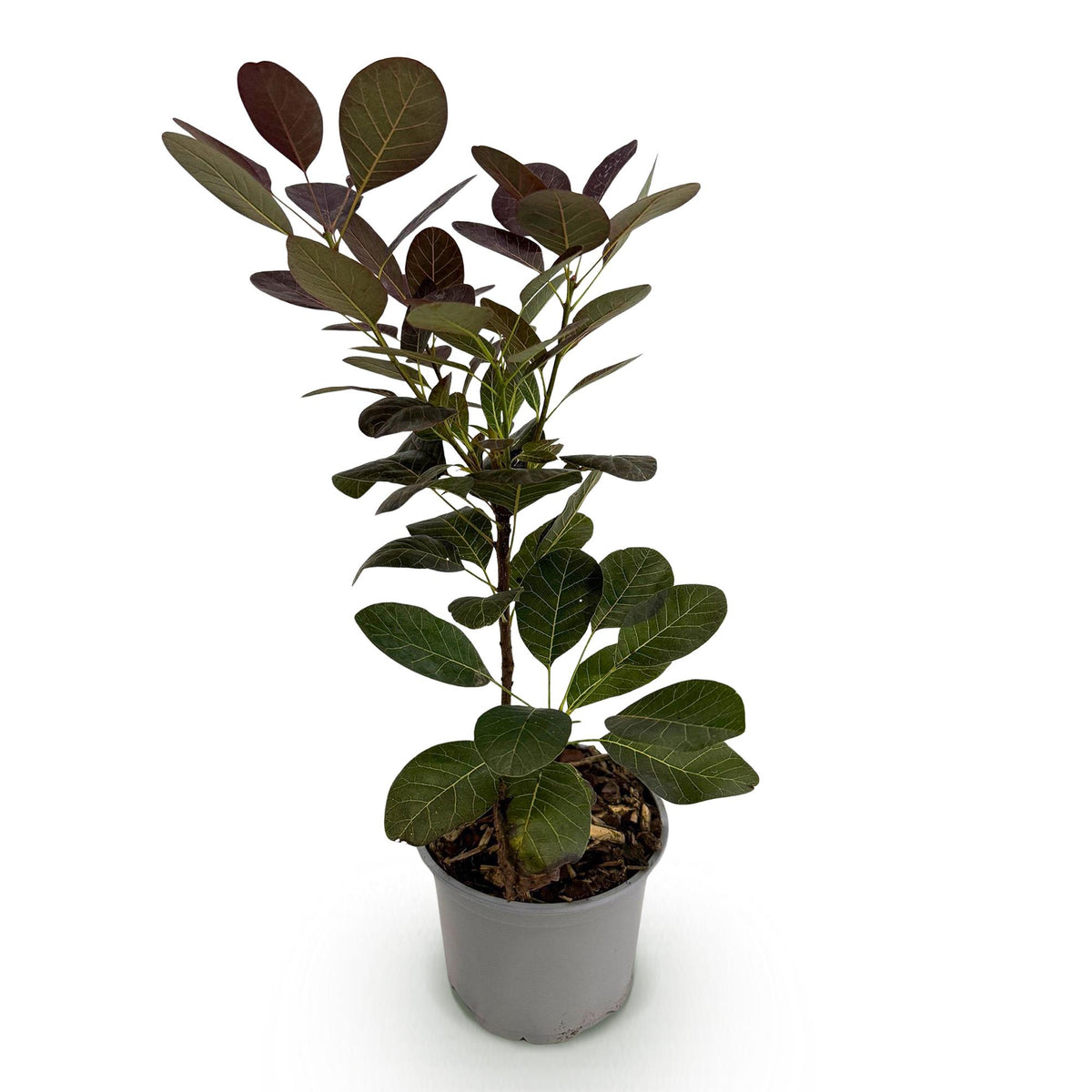 Green boutiQ - Plante de jardin - Cotinus coggygria Royal Purple - Pourpre - 1 Plante - Caduc - Peu d'entretien - Pot 12 cm Hauteur 35 cm