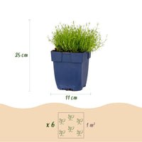 Green boutiQ - Perennial - Sagina subulata - Stonecrop - White - 24 Plants - Pot 11cm - Height 15-25cm