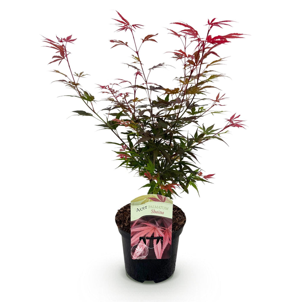 Green boutiQ - Plante de terrasse - Érable du Japon - Acer palmatum Shaina - Rouge - 1 plante - Caduc - Pot 19cm Hauteur 70cm