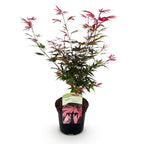 Green boutiQ - Plante de terrasse - Érable du Japon - Acer palmatum Shaina - Rouge - 1 plante - Caduc - Pot 19cm Hauteur 70cm