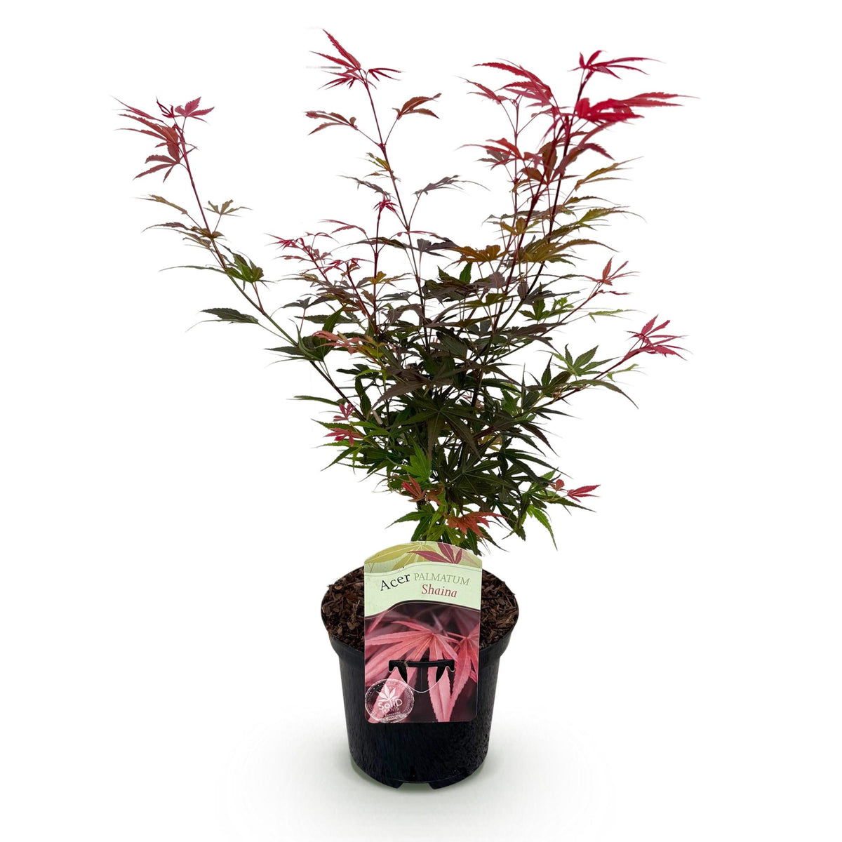 Green boutiQ - Plante de terrasse - Érable du Japon - Acer palmatum Shaina - Rouge - 1 plante - Caduc - Pot 19cm Hauteur 70cm