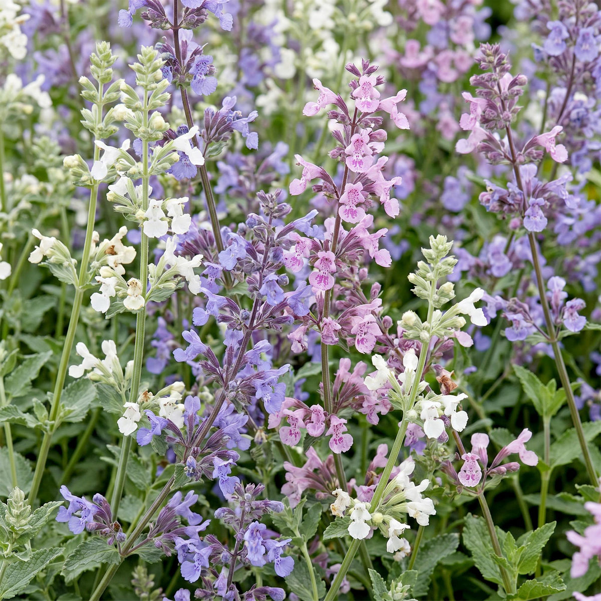 Green boutiQ - Plante vivace - Nepeta Tricolour - Herbe aux chats - Attire les abeilles et les papillons - Violet - Rose - Blanc - 24 plantes - Pot 11 cm - Hauteur 15-25 cm