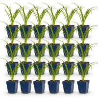 Green boutiQ - Vasteplant - Hemerocallis Tricolour - Daglelie - Bijen- en vlinderlokkers - Creme - Geel - Rood - 24 Planten - Pot 11cm - Hoogte 15-25cm