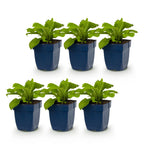 Green boutiQ - Stauden - Digitalis purp. Dalmatian Purple - Fingerhut - Schatten - Lila - 6 Pflanzen - Topf 11cm - Höhe 15-25cm