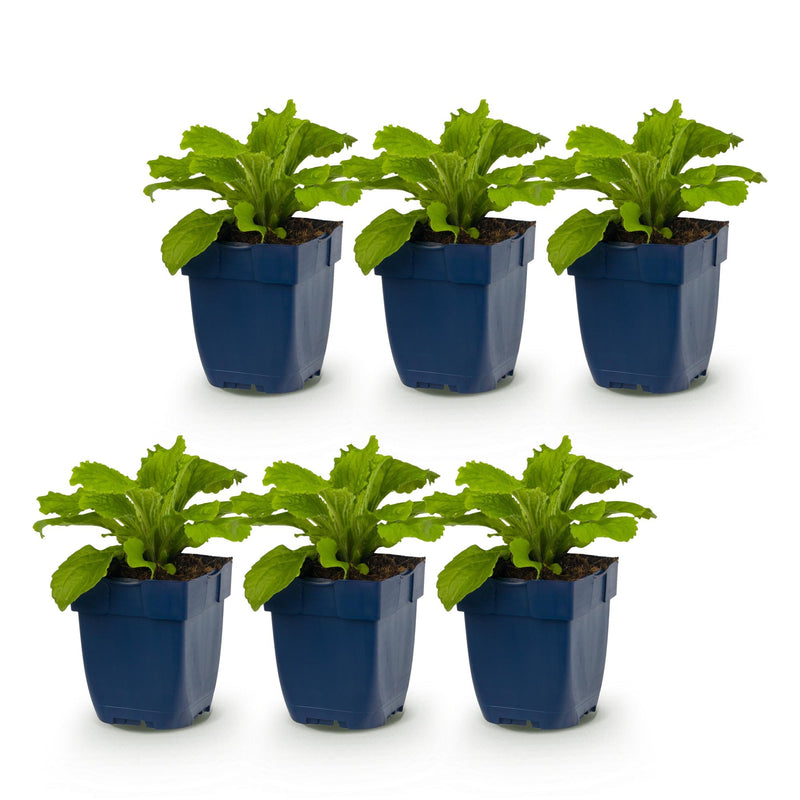 Green boutiQ - Vasteplant - Digitalis purp. Dalmatian Purple - Vingerhoedskruid - Schaduw - Paars - 6 Planten - Pot 11cm - Hoogte 15-25cm