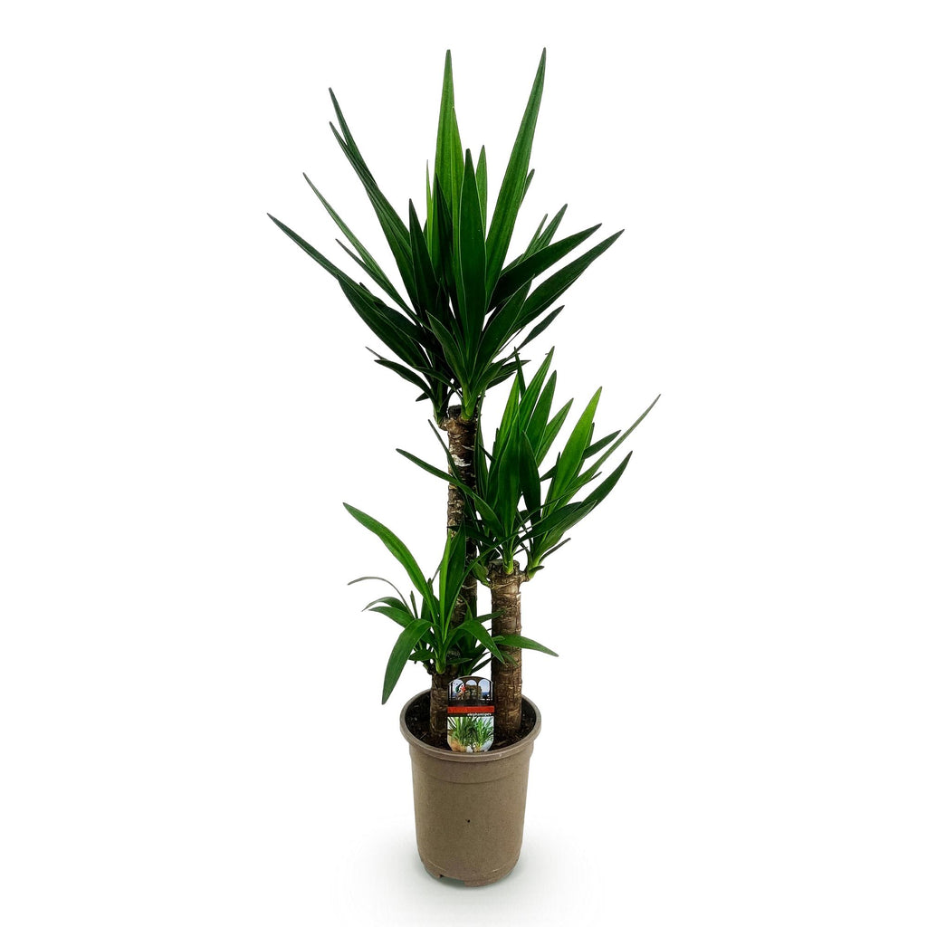 Green boutiQ - Plante d'intérieur - Yucca elephantipes - Yucca - Peu d'entretien - Vert - 1 - Pot 21cm - Hauteur 100cm