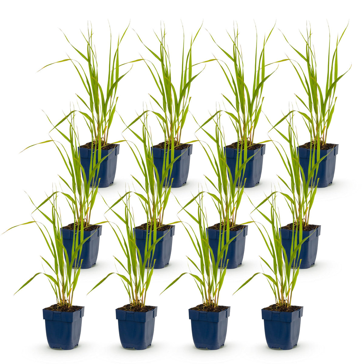 Green boutiQ - Graminées - Molinia caer. Heidebraut - Molinie bleue - Avec panicule - Vert - 12 Plantes - Pot 11cm - Hauteur 15-25cm