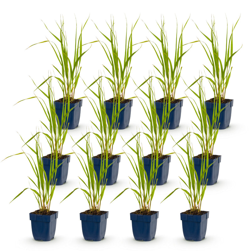 Green boutiQ - Grassen - Molinia caer. Heidebraut - Pijpestrootje - Met Pluim - Groen - 12 Planten - Pot 11cm - Hoogte 15-25cm
