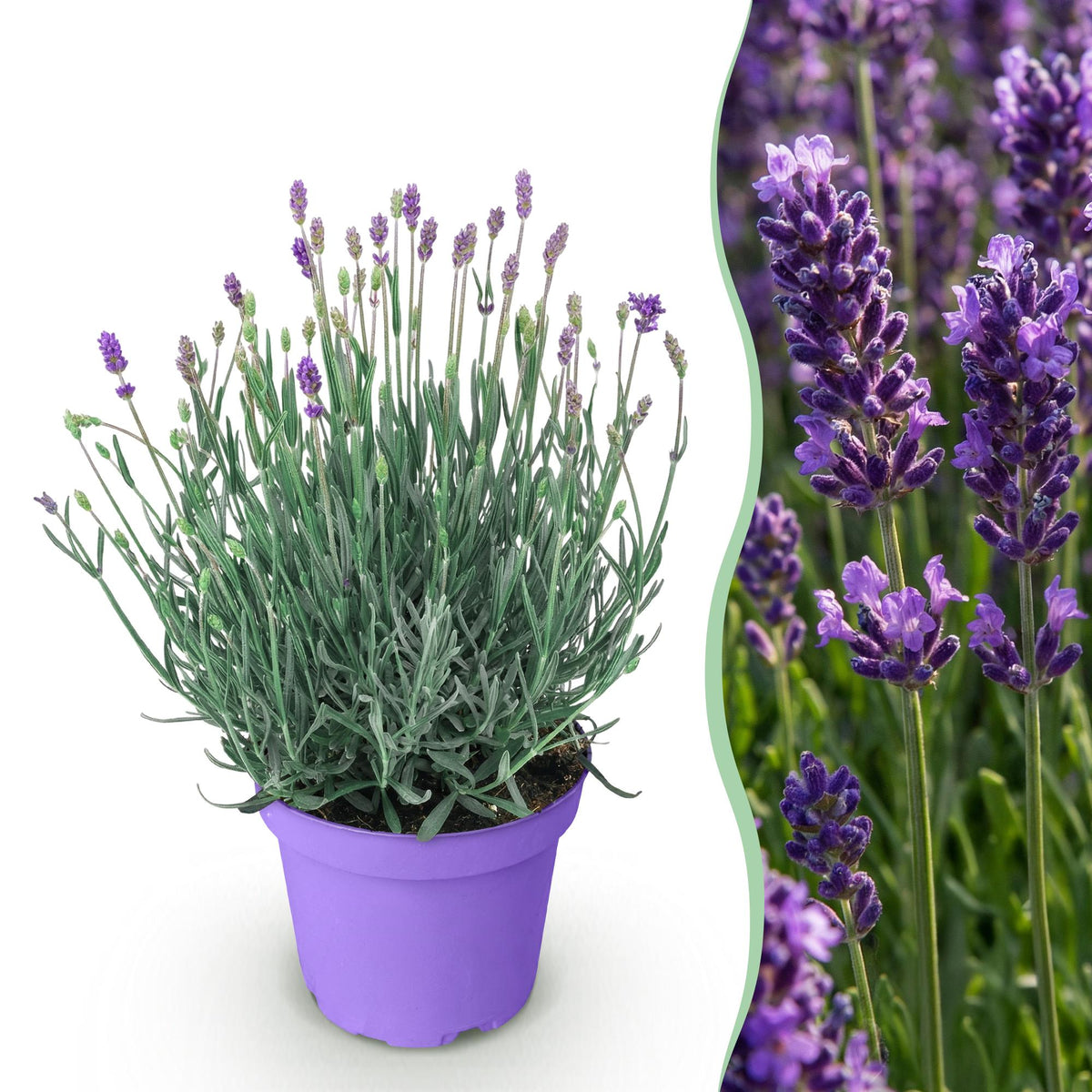 Green boutiQ - Plante de jardin - Lavandula angustifolia Munstead - Lavande - Rustique - Violet - 1 plante - Pot 12cm - Hauteur 15-25cm