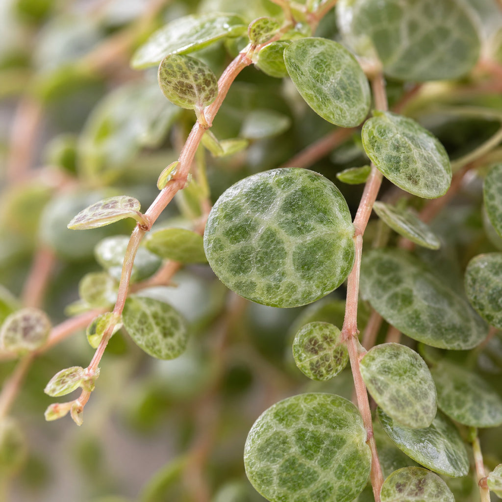 Peperomia Prostrata - String of Turtles - Green - Tropical - Ø6cm - ↕6cm