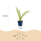 Green boutiQ - Stauden - Hemerocallis Pink Damask - Taglilie - Bienen- und Schmetterlingsmagnet - Rosa - 3 Pflanzen - 11 cm Topf - Höhe 15-25 cm