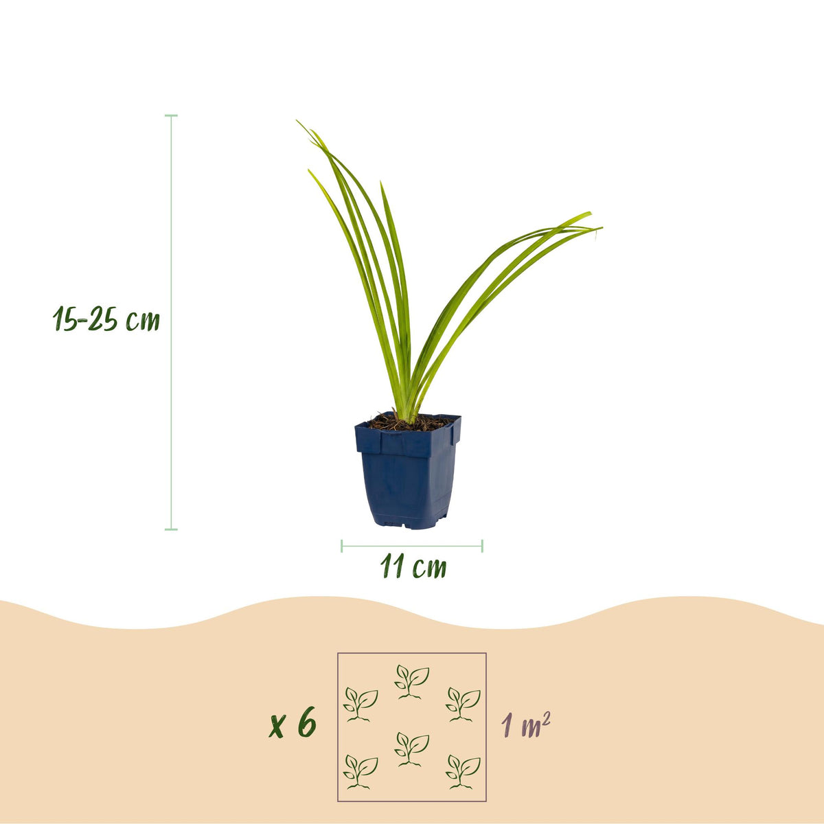 Green boutiQ - Plante vivace - Hemerocallis Pink Damask - Hémérocalle - Attire les abeilles et les papillons - Rose - 3 plantes - Pot 11 cm - Hauteur 15-25 cm
