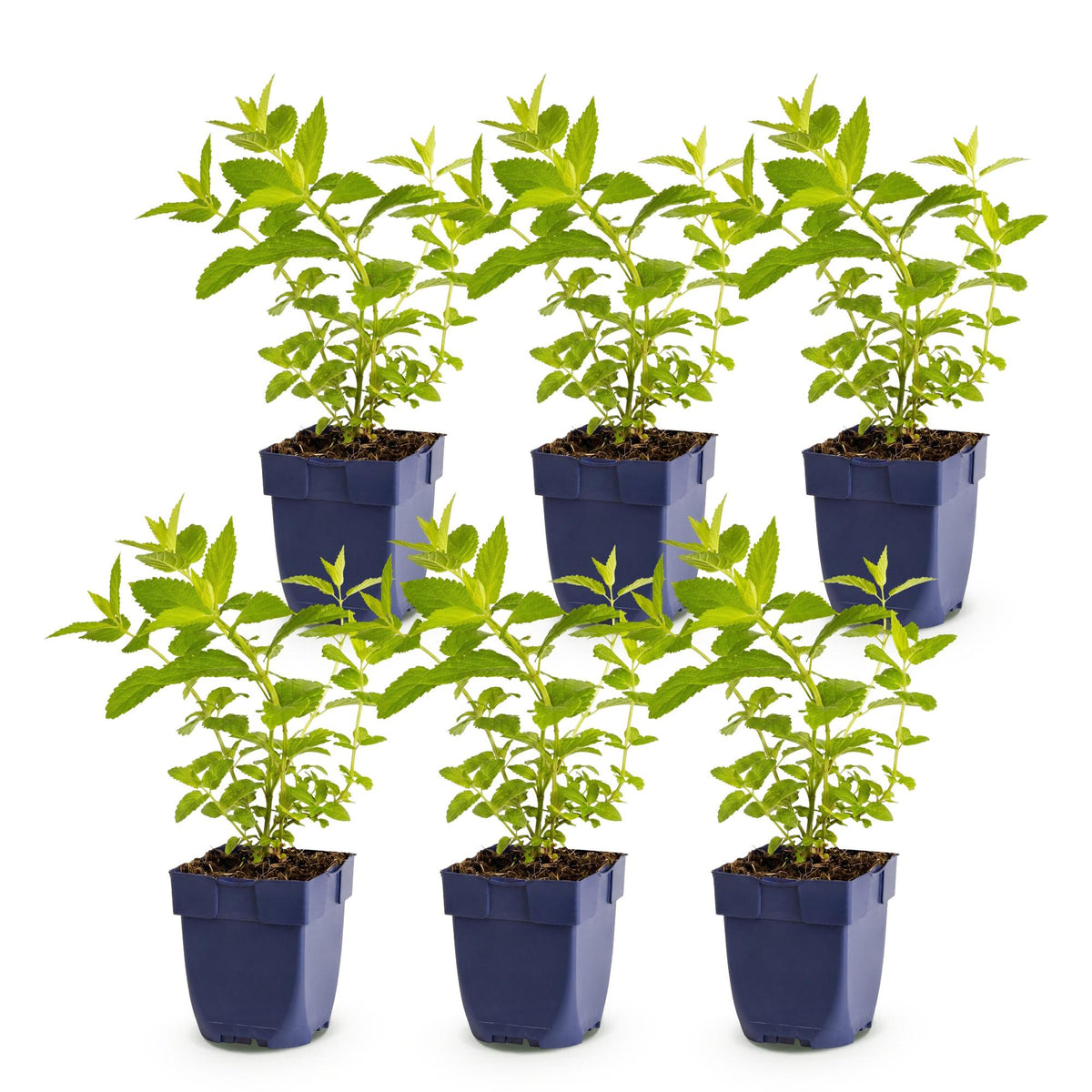 Green boutiQ - Vasteplant - Nepeta sib. Wild Orchid - Kattenkruid - Bijen en Vlinderlokkers - Roze - 6 Planten - Pot 11cm - Hoogte 15-25cm