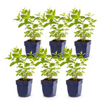 Green boutiQ - Stauden - Nepeta sib. Wild Orchid - Katzenminze - Bienen- und Schmetterlingsmagnet - Rosa - 6 Pflanzen - Topf 11cm - Höhe 15-25cm