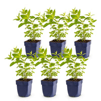 Green boutiQ - Vasteplant - Nepeta sib. Wild Orchid - Kattenkruid - Bijen en Vlinderlokkers - Roze - 6 Planten - Pot 11cm - Hoogte 15-25cm
