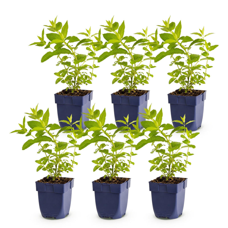 Green boutiQ - Vasteplant - Nepeta sib. Wild Orchid - Kattenkruid - Bijen en Vlinderlokkers - Roze - 6 Planten - Pot 11cm - Hoogte 15-25cm