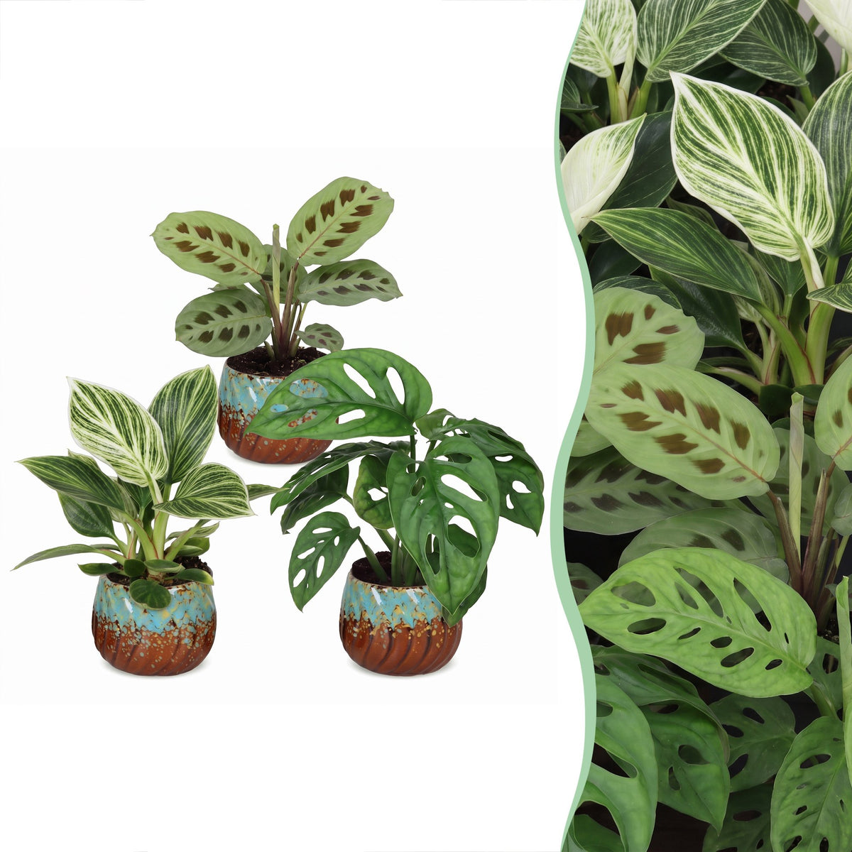 3x Baby Plants Surprise Box - Baby Plants Surprise Box - Various colours - Tropical - incl. Copper Reef - Ø6cm - ↕5-15cm