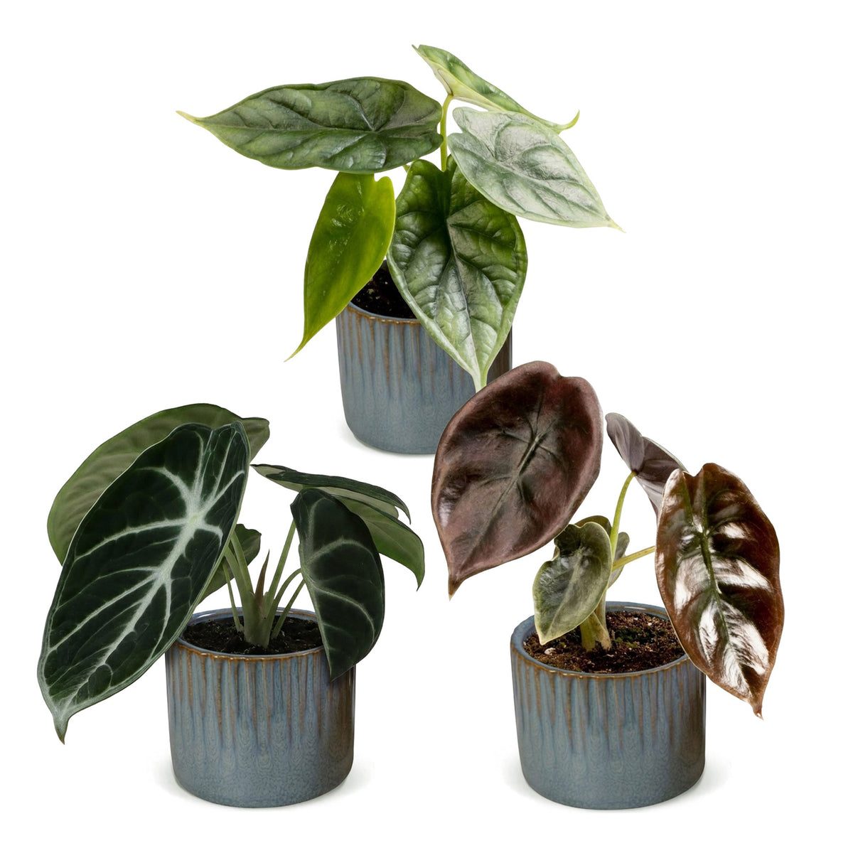 3x Baby Alocasia Tricolour - Red - Green - Black - Tropical - incl. Linnea Misty Blue - Ø6cm - ↕12cm