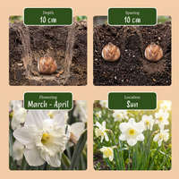 70x Bulb Sunny Garden - Zonnige tuinbol - Diversen - Zomerbloeier - Bolmaat 10/12