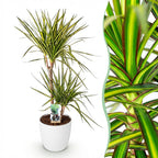 Green BoutiQ - Plantes d'intérieur - Dracaena Sunray - Dragonnier - Peu d'entretien - Vert - 1 Plante - avec Pot Blanc - Pot 21cm - Hauteur 90-100cm