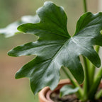 Green boutiQ - Plante d'intérieur - Philodendron - Philodendron Lickety Split - Vert - Entretien facile - 1 plante - Pot 19cm - Hauteur 70cm
