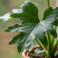 Green boutiQ - Kamerplant - Philodendron - Philodendron Lickety split - Groen - Weinig onderhoud - 1 Plant - Pot 19cm - Hoogte 70cm