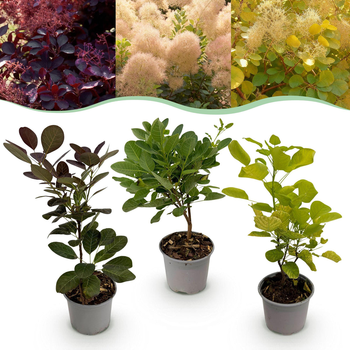 Green boutiQ - Plante de jardin - Cotinus coggygria Tricolour - Violet-Vert-Jaune - 3 plantes - À feuilles caduques - Peu d'entretien - Pot 12 cm Hauteur 35 cm