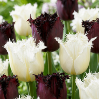 60x Tulipa Breakdance mix - Tulp Breakdance mix - Diversen - Voorjaarsbloeier - Bolmaat 11/12