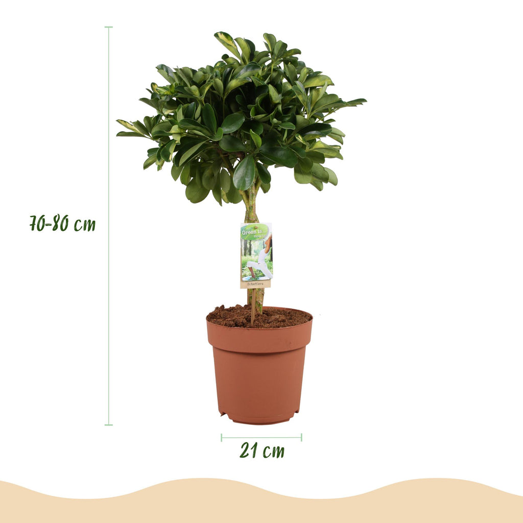 Green BoutiQ - Green is... Plantes d'intérieur - Schefflera Gold Capelle - Arbre ombrelle - Peu d'entretien - Vert - 1 Plante - Pot 21cm - Hauteur 70-81cm