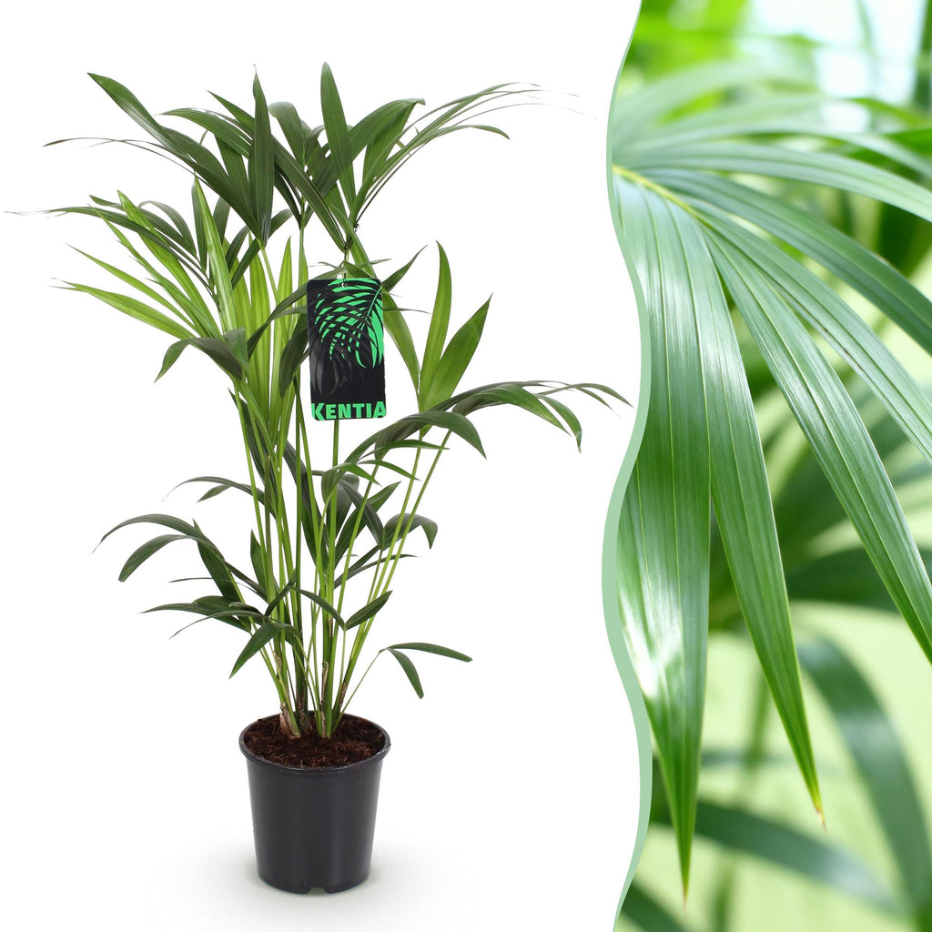 Green boutiQ - Plante d'intérieur - Howea Forsteriana - Palmier Kentia - Entretien facile - Vert - 1 plante - Pot 19cm - Hauteur 80-85cm