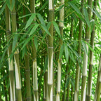 Green boutiQ - Bambou - Fargesia robusta Pingwu - Persistant - Non-invasif - Vert - 18 Plantes - Pot 14cm - Hauteur 35cm