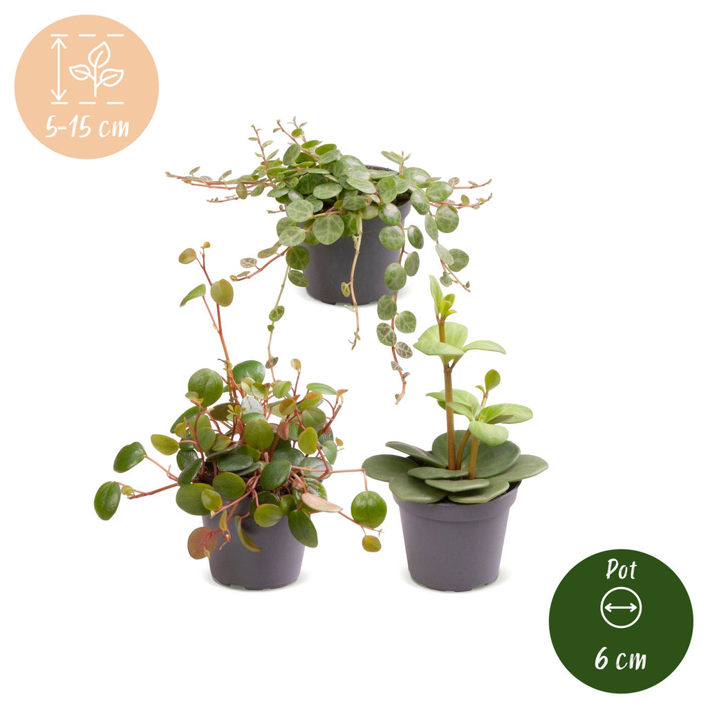 3x Baby Peperomia Mix - Green - Red - Tropical - Ø6cm - ↕5-15cm