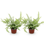 Green boutiQ - Zimmerpflanze - Pteris cretica Albolineata - Saumfarn - Haustierfreundlich - Bunt - 2 Pflanzen - Topf 12cm - Höhe 28-30cm