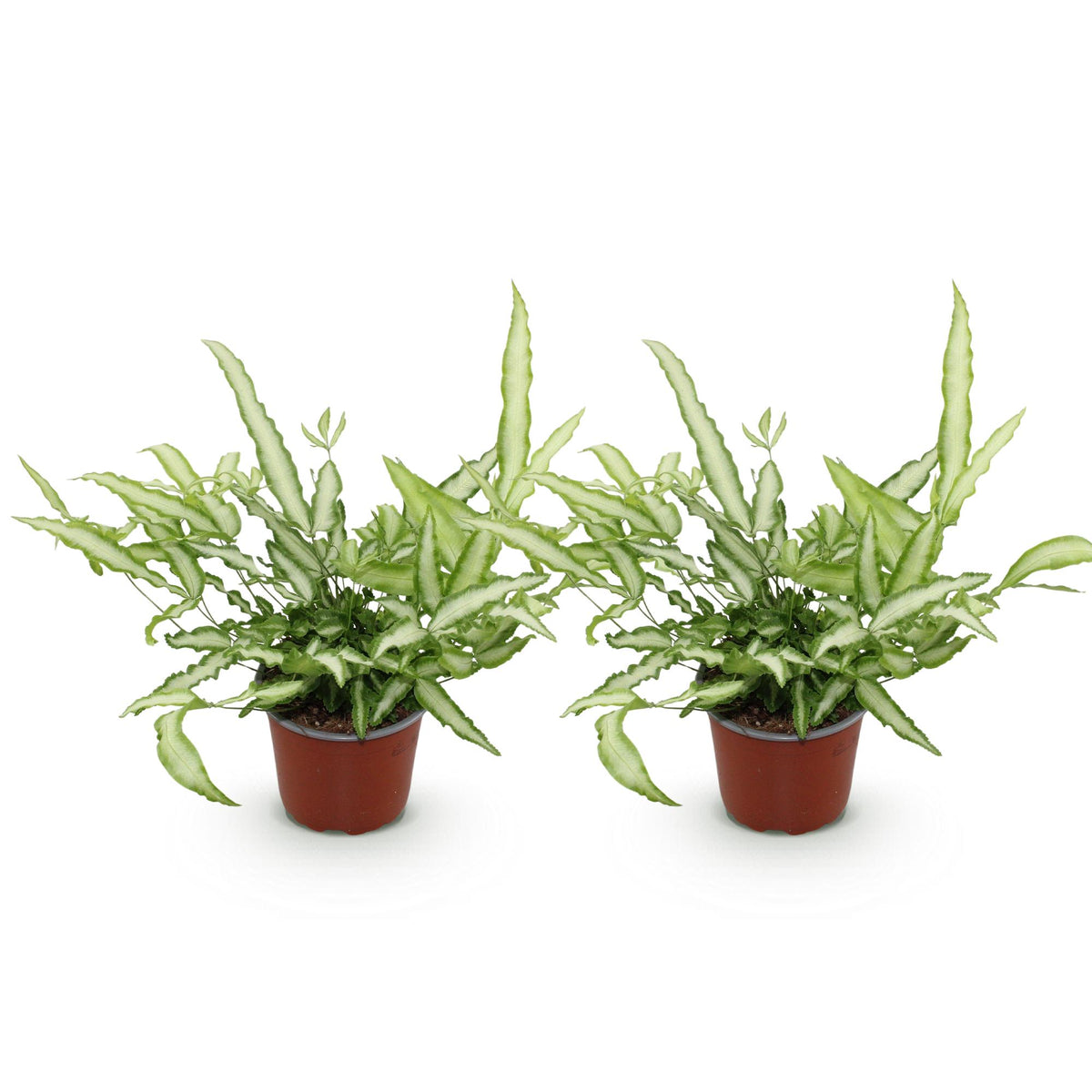 Green boutiQ - Zimmerpflanze - Pteris cretica Albolineata - Saumfarn - Haustierfreundlich - Bunt - 2 Pflanzen - Topf 12cm - Höhe 28-30cm