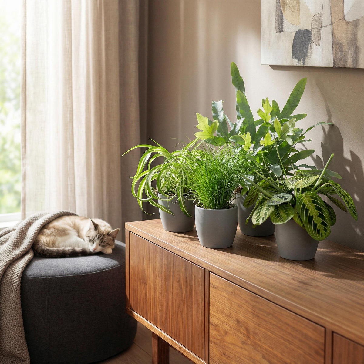 Green boutiQ - Plante d'intérieur - Chlorophytum - Cyperus - Phlebodium - Marantha - Mix de 4 - Plantes adaptées aux animaux de compagnie - Vert - 4 plantes - Pot 12cm - Hauteur 25cm