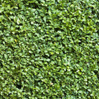 Green boutiQ - Plantes de haie - Buxus sempervirens - feuillage vert - 6 plantes - 1 mètre linéaire - persistant - pot 17 cm hauteur 45 cm
