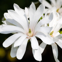 Green boutiQ - Tuinplant - Magnolia stellata Royal Star - Bloem Wit - 3 Planten - Bladverliezend - Weinig Onderhoud - Pot 12cm Hoogte 30cm