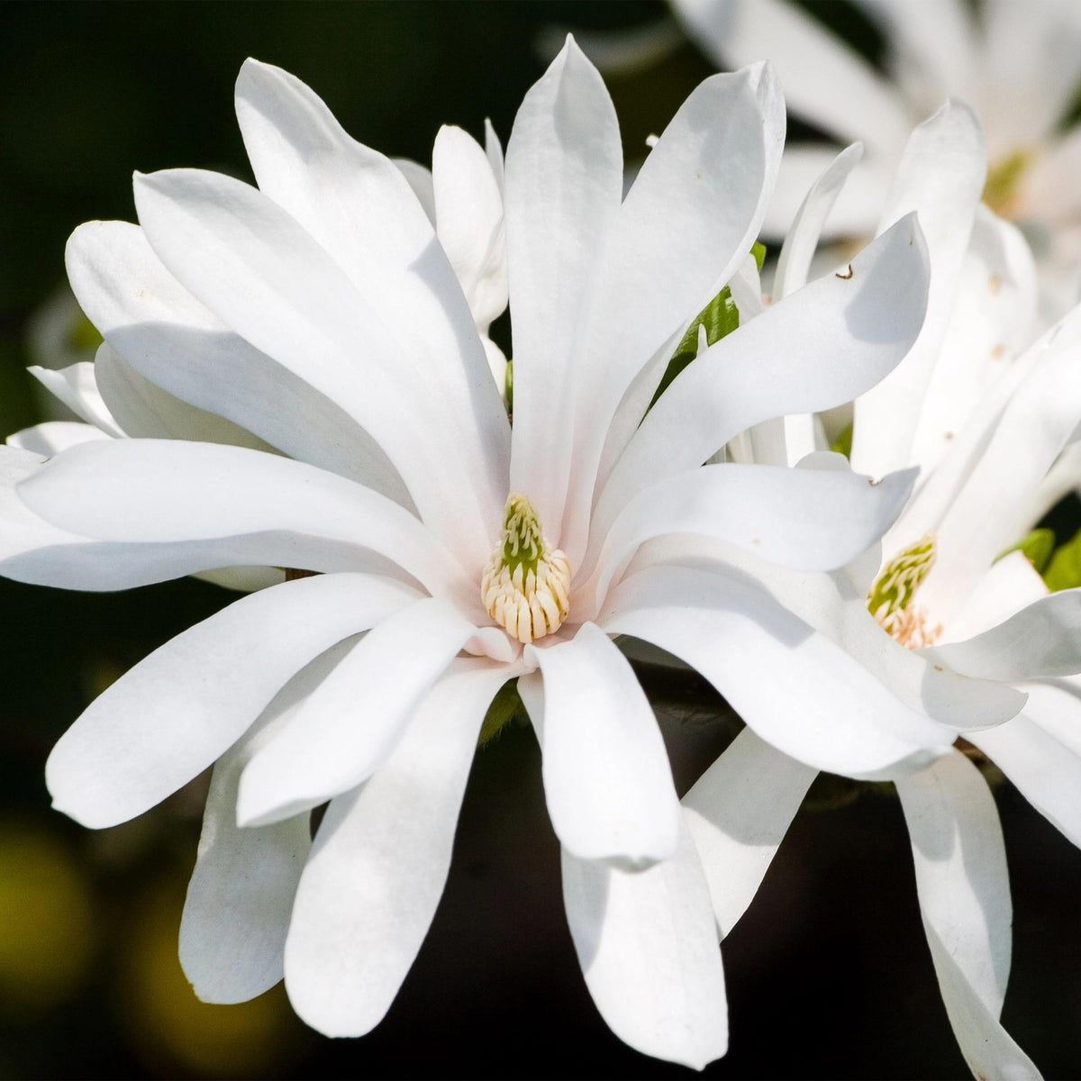 Green boutiQ - Plante de jardin - Magnolia stellata Royal Star - Fleur blanche - 3 plantes - Caduc - Entretien facile - Pot 12 cm Hauteur 30 cm