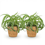 Green boutiQ - Plante d'intérieur - Chlorophytum comosum Bonnie - Phalangère frisée - Plante adaptée aux animaux de compagnie - Vert - 2 plantes - avec panier - Pot 12cm - Hauteur 20cm
