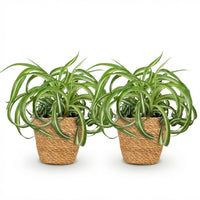 Green boutiQ - Kamerplant - Chlorophytum comosum Bonnie - Krullende Graslelie - Huisdiervriendelijke Plant - Groen - 2 Planten - met Mand - Pot 12cm - Hoogte 20cm