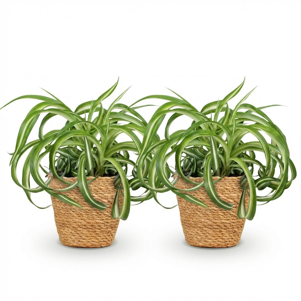 Green boutiQ - Zimmerpflanze - Chlorophytum comosum Bonnie - Grünlilie gelockt - Haustierfreundliche Pflanze - Grün - 2 Pflanzen - mit Korb - Topf 12cm - Höhe 20cm
