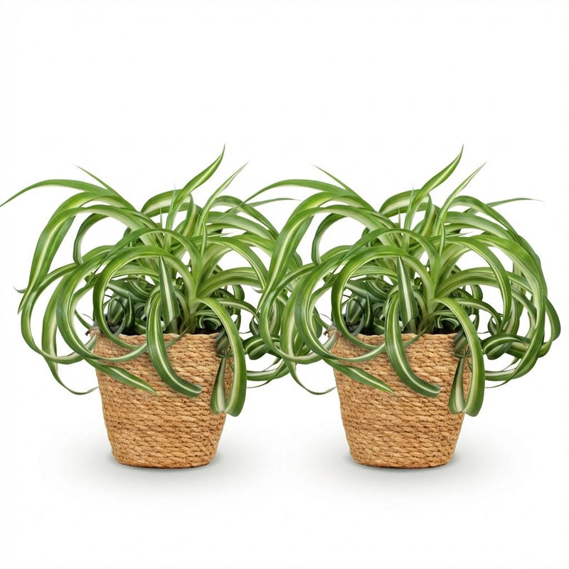 Green boutiQ - Kamerplant - Chlorophytum comosum Bonnie - Krullende Graslelie - Huisdiervriendelijke Plant - Groen - 2 Planten - met Mand - Pot 12cm - Hoogte 20cm