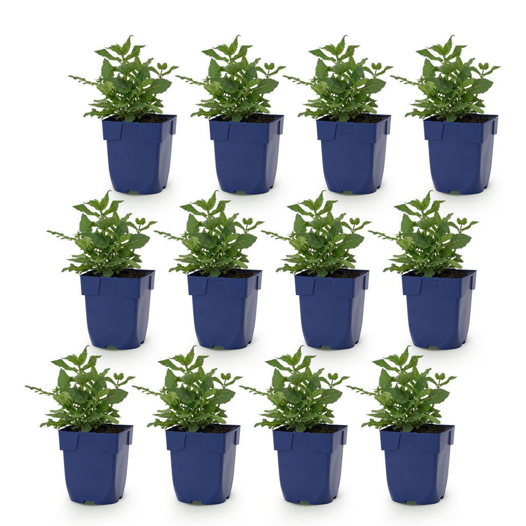 Green boutiQ - Stauden - Salvia nem. Sense Deep Pink - Steppensalbei - Bienen- und Schmetterlingsmagnet - Rosa - 12 Pflanzen - Topf 11cm - Höhe 15-25cm
